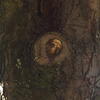 73382 - Popular Objects That Look Like Faces - 52