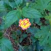 Flower_face