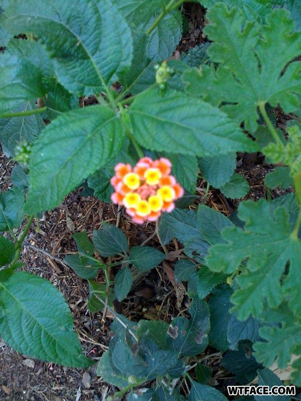 Flower_face