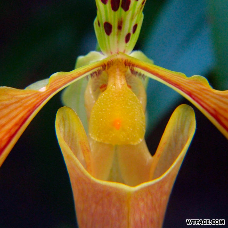 Orchid_face