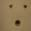 2232 - What The Face