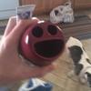 1750 - What The Face