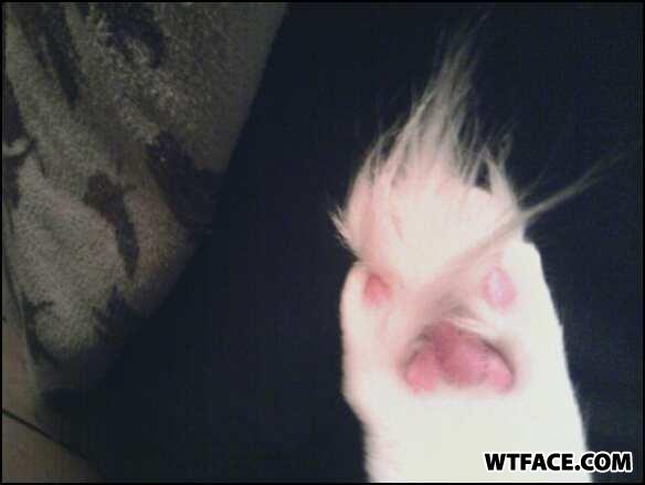 Paw