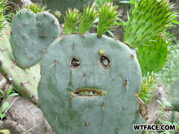 Wtface