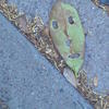 30215 - Popular Objects That Look Like Faces - 25