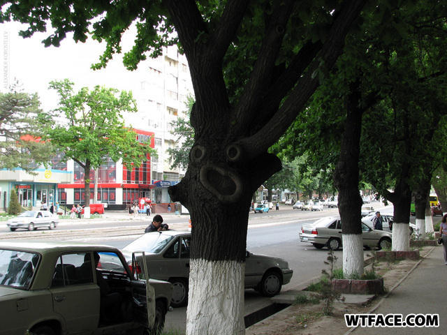 Tree