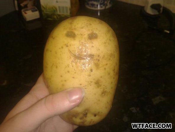 Potato